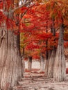 Autumnal park with Taxodium distichum and branches with orange fall needles. Swamp cypresses in United States