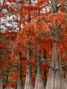 Autumnal park with Taxodium distichum and branches with orange needles. Swamp cypresses in United States