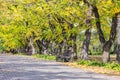 Autumnal park  trees with bright yellow leaves, footpath and benches Royalty Free Stock Photo