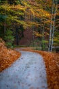 Autumnal path full of orange leaf.