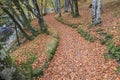Autumnal Path through Gorge on the North Esk River in Glen Esk.