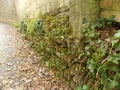 Autumnal path and wall with green ivy