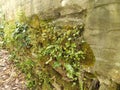 Autumnal path and wall with green ivy