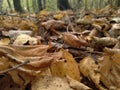 Autumnal photograph of leaves in shades of orange and yellow