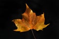 Autumnal plane tree leaf against black Royalty Free Stock Photo