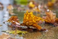 Autumnal plane tree leaf in the puddle with clear water in the rain, rainy weather in the city Royalty Free Stock Photo