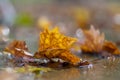 Autumnal plane tree leaf in the puddle with clear water in the rain, rainy weather in the city Royalty Free Stock Photo