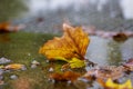 Autumnal plane tree leaf in the puddle with clear water in the rain, rainy weather in the city Royalty Free Stock Photo