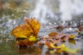 Autumnal plane tree leaf in the puddle with clear water in the rain, rainy weather in the city Royalty Free Stock Photo