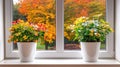 Autumnal plants windowsill indoor fall view Royalty Free Stock Photo