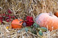 Autumnal pumpkin, straw and rowan-berry. Thanksgiving and Halloween celebration. Traditional seasonal decoration