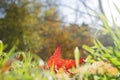 Autumnal red mape leaf fallen on the green grass Royalty Free Stock Photo