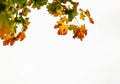 Autumnal with red maples leaves on white background, Soft focus branches maple tree with orange leaves hanging, Bright leaves in Royalty Free Stock Photo