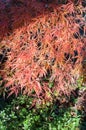 autumnal red orange Japanese maple red orange foliage backdrop Royalty Free Stock Photo