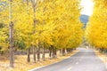 Autumnal road Royalty Free Stock Photo
