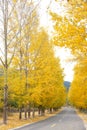 Autumnal road Royalty Free Stock Photo