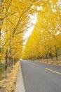 Autumnal road Royalty Free Stock Photo