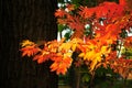 Autumnal rowan branch
