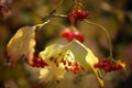 Autumnal rowan bush with golden dry leaves and red berries on a sunny day Royalty Free Stock Photo