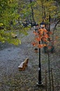 Autumnal scene in Bucharest - Sticlarie Park