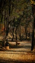 Autumnal scene in Bucharest - Sticlarie Park