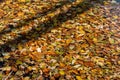 Scene of colorful foliage leaves floating down a river in the Gorge of Varghis, Romania Royalty Free Stock Photo