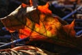 Autumnal scene with different leaves colors