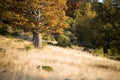 Autumnal scene in the forest