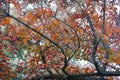 Autumnal scene, orange and red leaves on trees, interesting tree