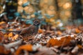 Autumnal Scenery with a Common Starling Among Colorful Fallen Leaves in a Tranquil Forest Setting