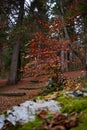 Autumnal scenery path in the woods during fall path with foliage no people trentino Royalty Free Stock Photo