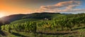 Autumnal season, beautiful sunset on rows of vineyards in Tuscany near Florence. Chianti Classico Area. Italy Royalty Free Stock Photo