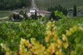 Autumnal season, beautiful sunset on rows of vineyards in Tuscany near Florence. Chianti Classico Area. Italy Royalty Free Stock Photo