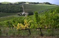 Autumnal season, beautiful sunset on rows of vineyards in Tuscany near Florence. Chianti Classico Area. Italy Royalty Free Stock Photo