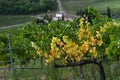 Autumnal season, beautiful sunset on rows of vineyards in Tuscany near Florence. Chianti Classico Area. Italy Royalty Free Stock Photo