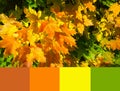 Autumnal Season Trendy Color Palette. Yellow, Orange, Rusty, Brown And Green Maple Leaves Background. Autumn Leaf Color. Fall.