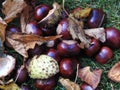 Autumnal tree seeds on the ground