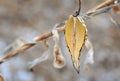 Autumnal seeds.Milkweed seeds blowing in the Autumn breeze.