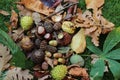 Autumnal seeds from trees