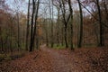 Hiking trail through Sonian forest in fall Royalty Free Stock Photo