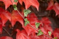 Autumnal sprig with red leafage.