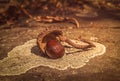 Autumnal still life composition with chesnut shell