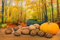 Autumnal still life with pumkin and wallnuts on wood background