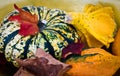 Autumnal still life of pumpkin and colocynth Royalty Free Stock Photo