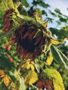 the dying leaves on a sunflower are starting to rot