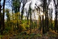 An autumnal sunset in the forest