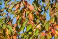 Autumnal sweet cherry leaves closeup view with blue sky on background Royalty Free Stock Photo