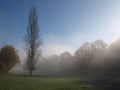 Autumnal sweet morning in the country side