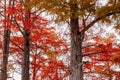 Autumnal Taxodium distichum and branches with red needles. Swamp cypresses in United States