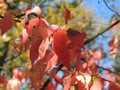 Autumnal tints of red on leaves of wahoo